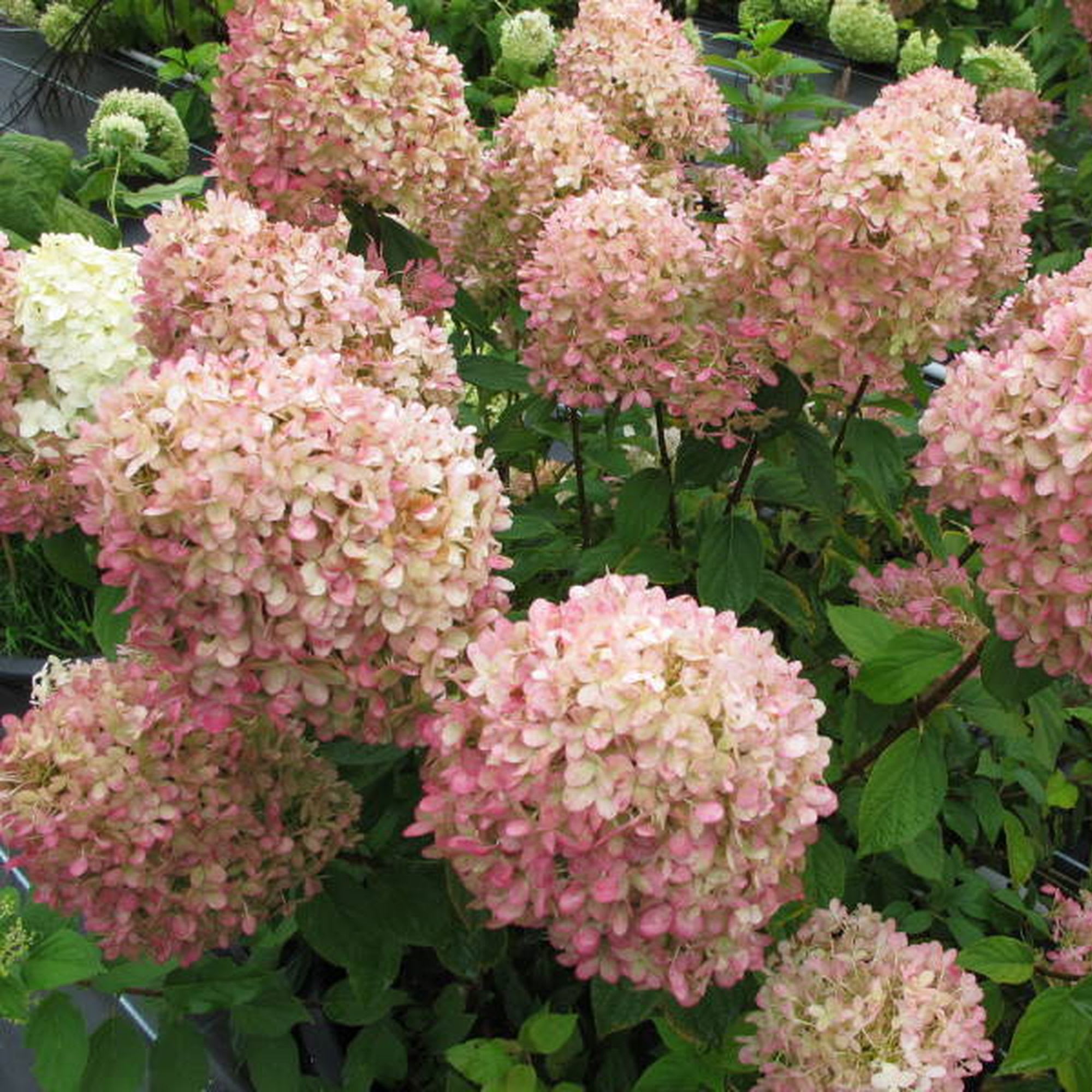 15983361 Рассада «Гортензия», 40х15 см Santreyd 