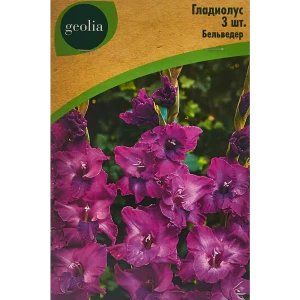 Гладиолус крупноцветковый Бельведер Geolia 3 шт 86408543 STLM-2180090