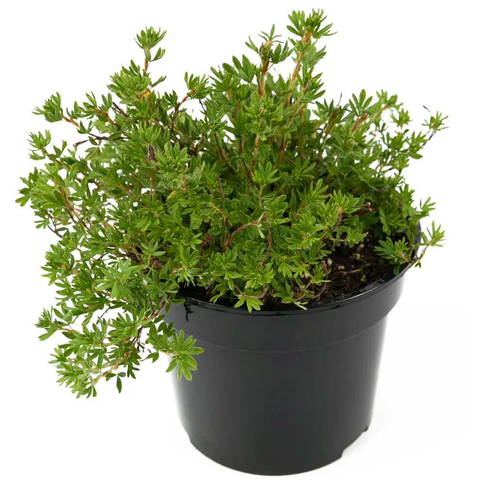 Лапчатка Goldfinger от Santreyd — яркое украшение вашего сада 84841624 STLM-0055910