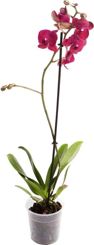 Santreyd Орхидея Фаленопсис микс с элегантной цветочной стрелкой 12725420