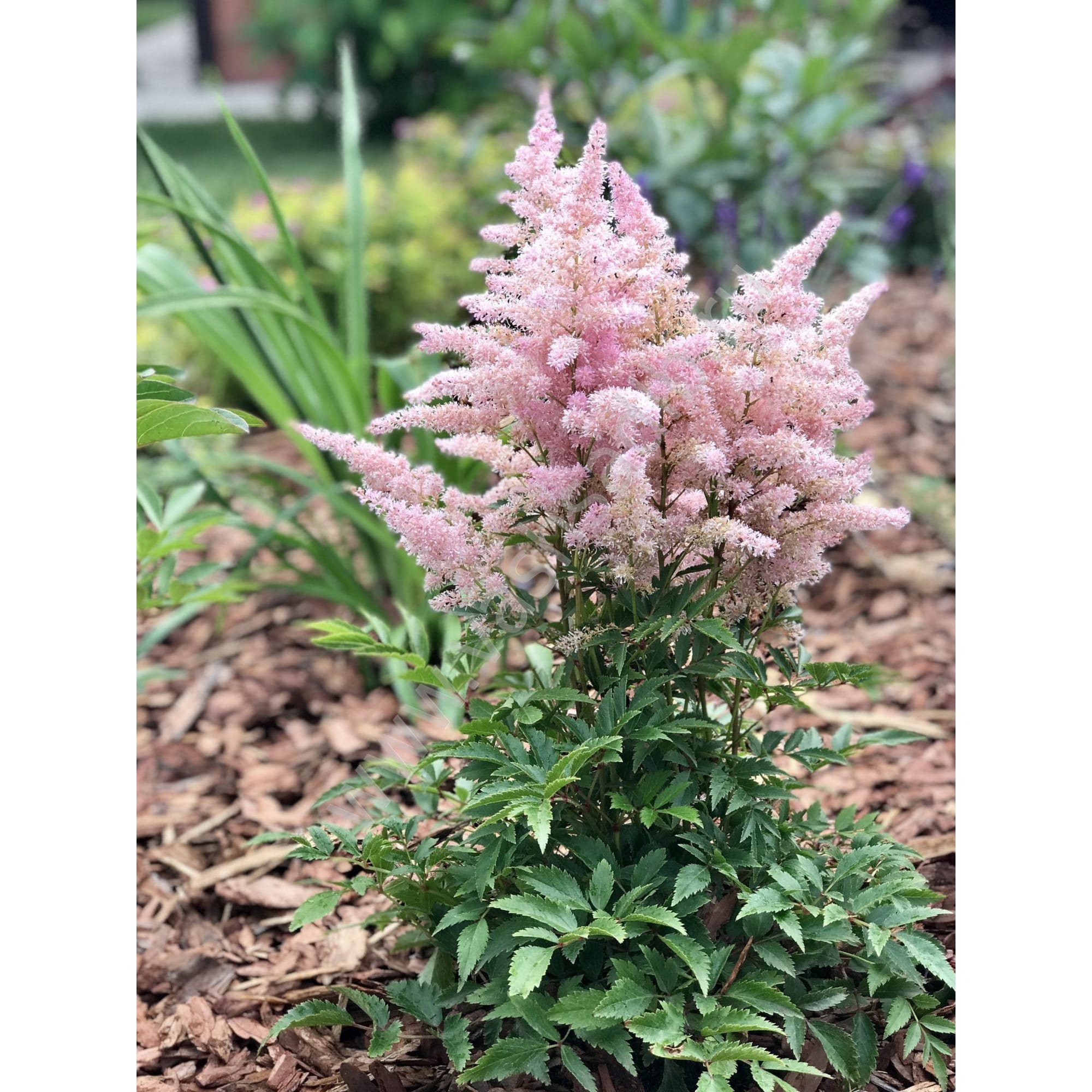 85324883 Астильба гибридная Юник Силвери ø11.5 h30 см Santreyd 