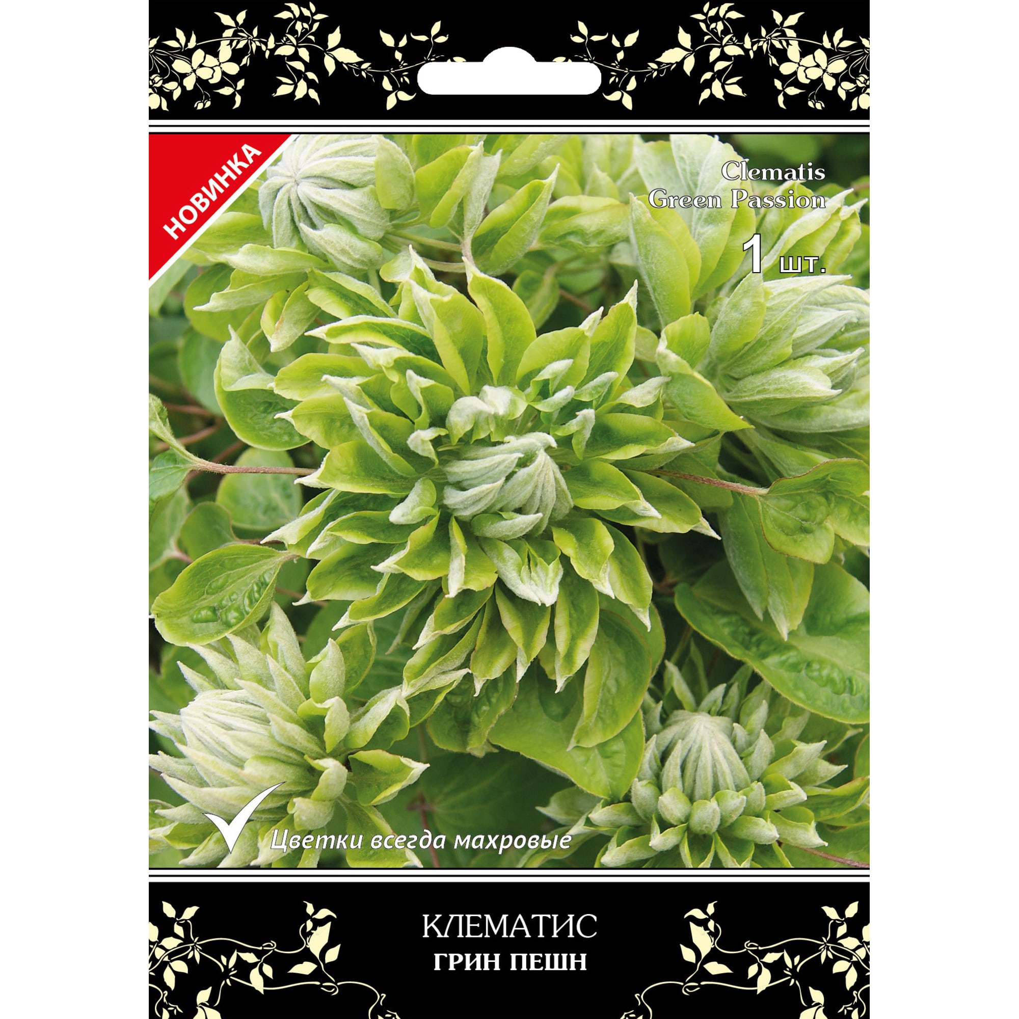 82527431 Клематис крупноцветковый Грин Пассион в капере Santreyd 