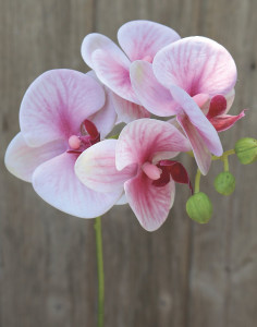 2601 510 a3 Искусственная орхидея Phalaenopsis, 37 см, real touch soft, роза H-andreas