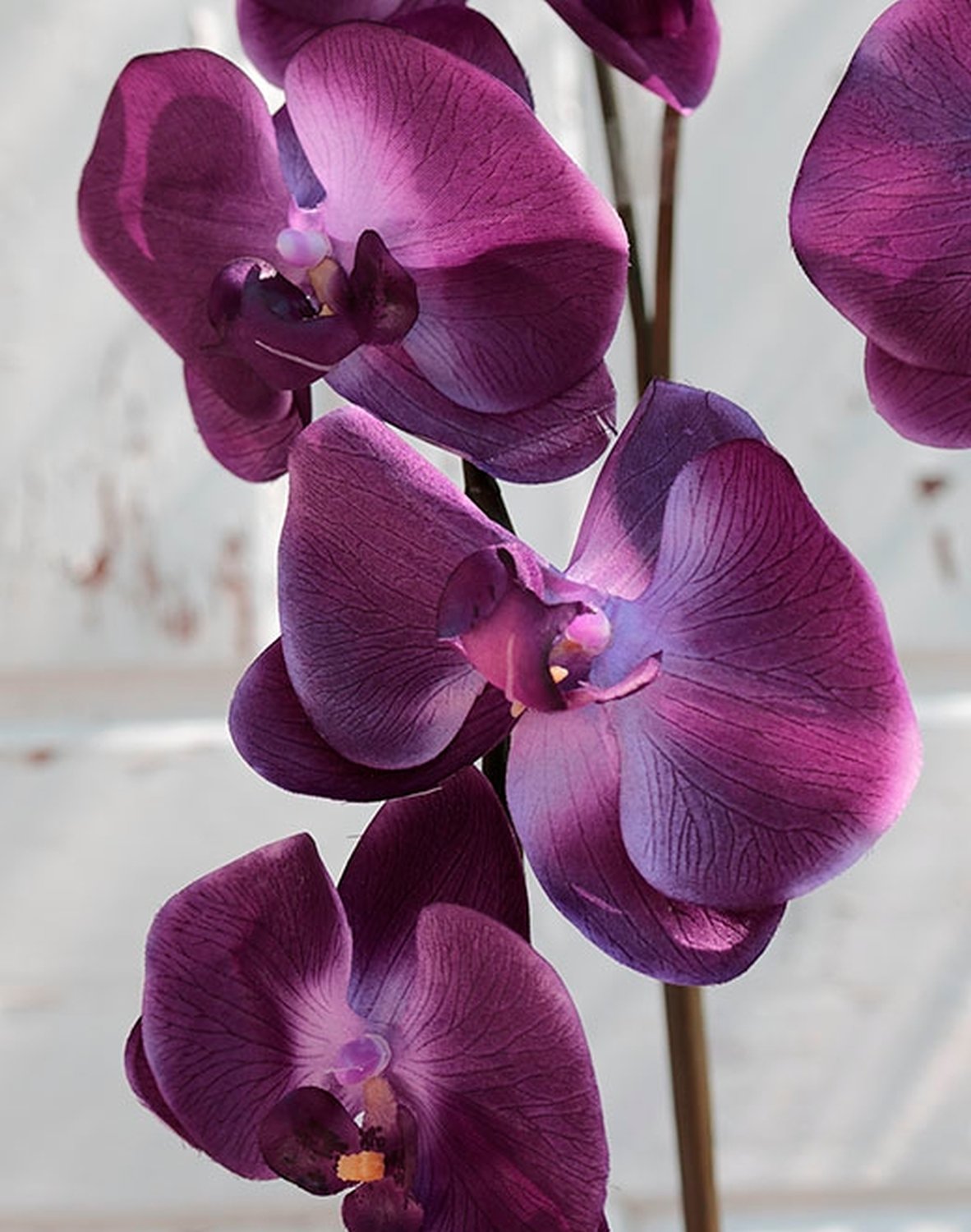 2818 222 a3 Искусственная орхидея Phalaenopsis (2 метелки), 150 см, темно-фиолетовая H-andreas 