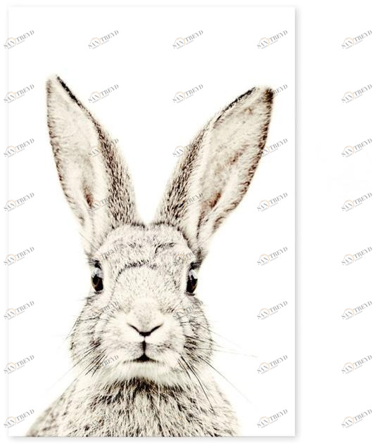 Groovy Magnets Магнитный плакат Animal Pos-62-r