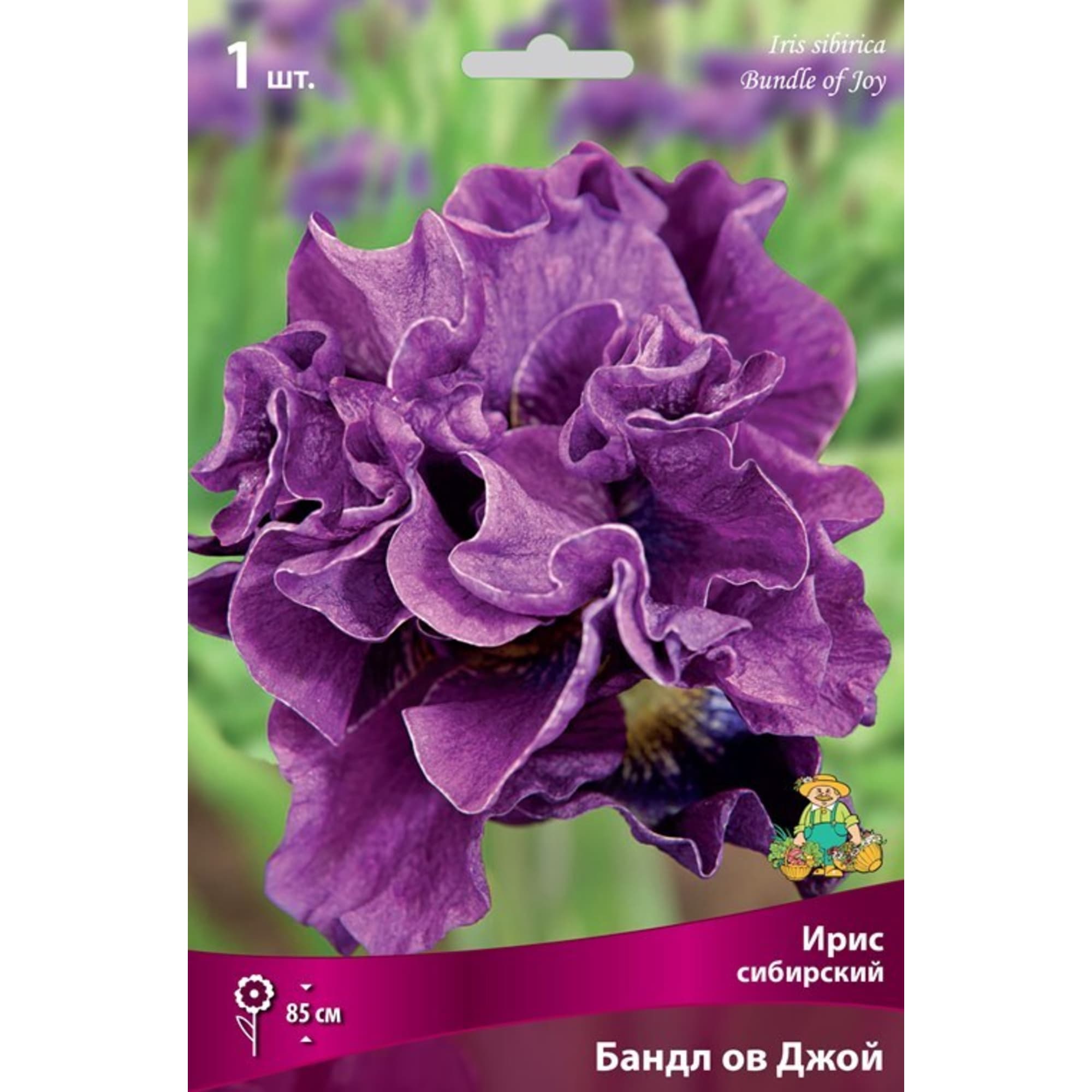 83597275 Ирис сибирский Бандл Ов Джой луковица I Santreyd 
