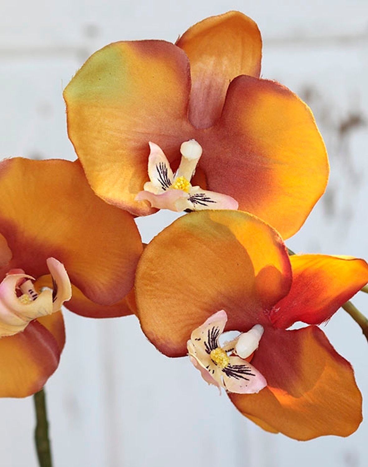 2368 334 a2 Шелковая орхидея Phalaenopsis, 75 см, оранжевая H-andreas 