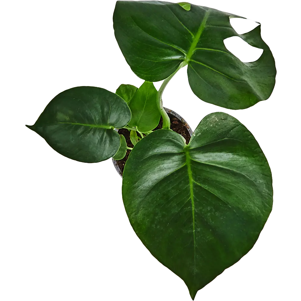 Santreyd Монстера делициоза — тропический акцент для интерьера 82578944 STLM-0030498 - Вид №1