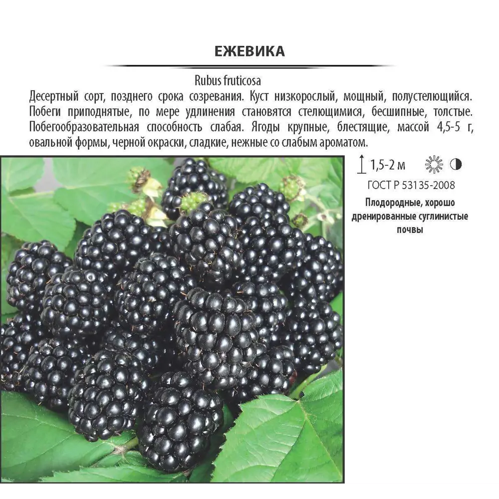 Santreyd Ежевика садовая - ранний сорт с крупными сладкими ягодами 17897344 STLM-0008946 - Вид №1