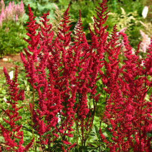 81954864 Астильба арендса С1 «Глут»