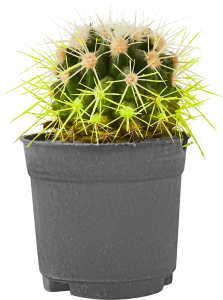 Эхинокактус Рейнбоу Грузони от Santreyd - разноцветный кактус для дома 86728113