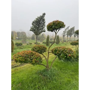 Боярышник Слива Ниваки ø225 - 250 h200 - 225 см