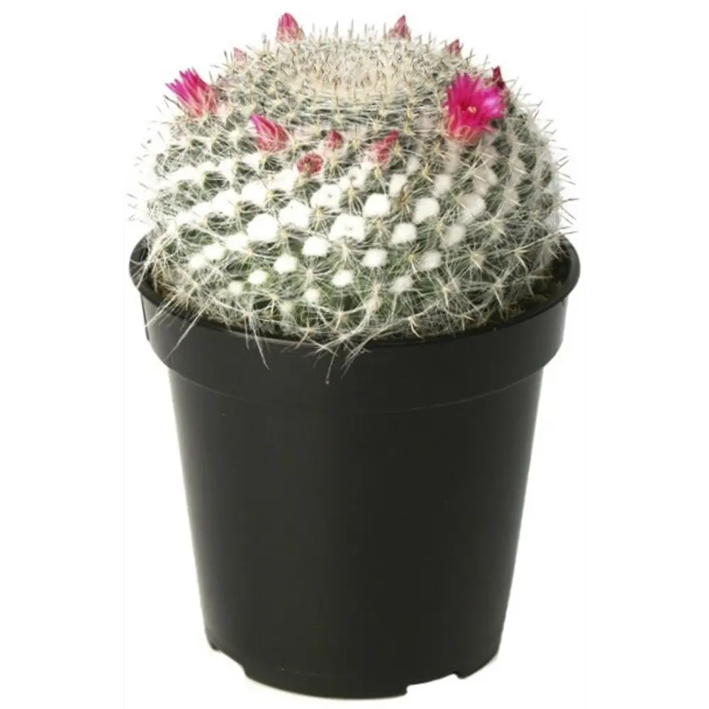 Кактус Маммиллярия ø5.5 h10 см 82384082 STLM-2131794 Santreyd 