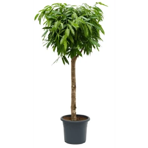 Фикус Амстел Кинг от Santreyd — роскошный зеленый акцент для интерьера 84586908