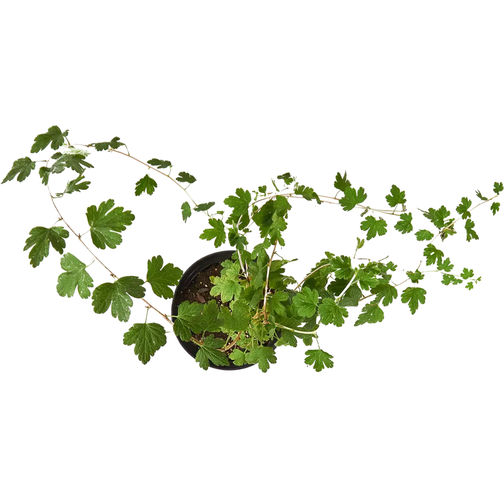 Крыжовник обыкновенный Садко ø15 h45 см 84659532 STLM-2006756 PLANTMARKET  - Вид №2