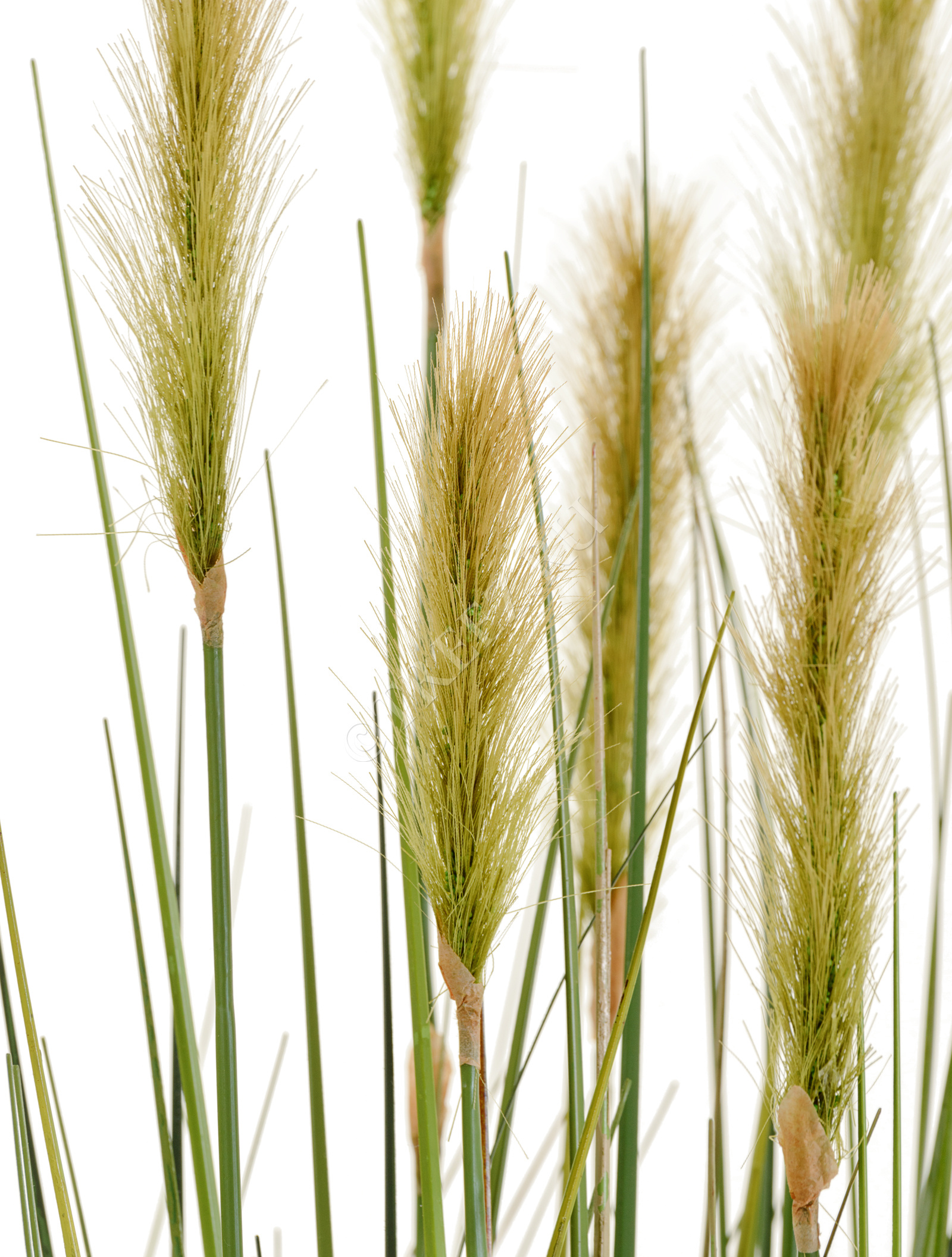 20.1040L-090 Трава Осока Элеганс куст с зелёными султанами Цветочная коллекция  - Вид №3