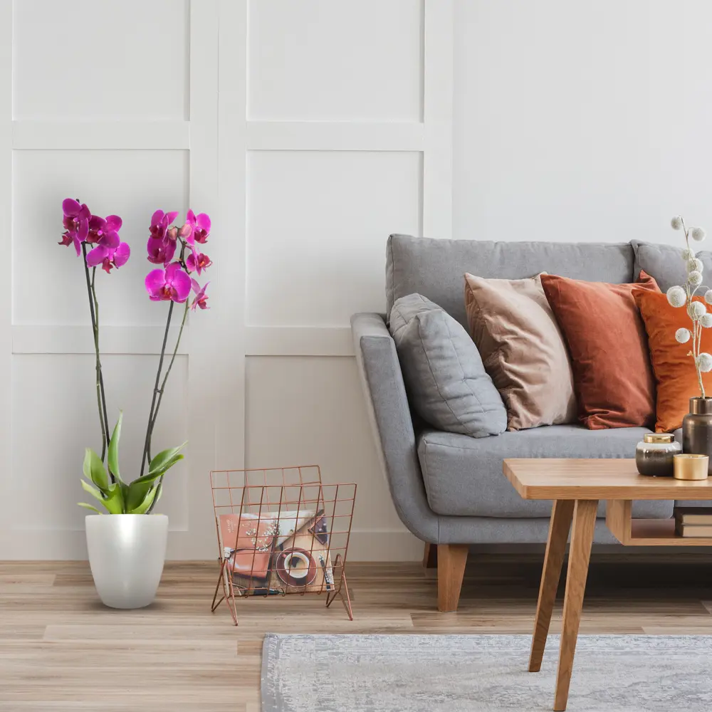 Santreyd Фаленопсис - изящная орхидея с двумя цветоносами 13534191 STLM-0003274 - Вид №4