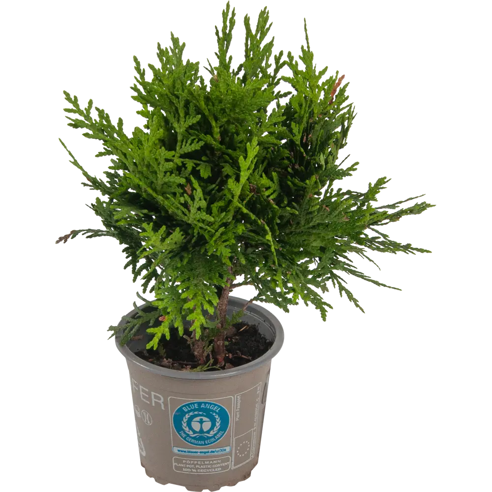 Туя западная Даника ø9 h15 см PLANTMARKET STLM-2167933
