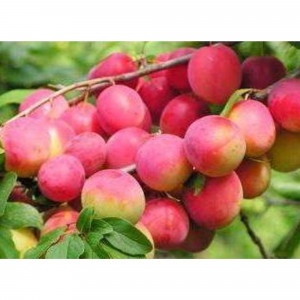 85607943 Алыча Кубанская Комета ø22 h180 см