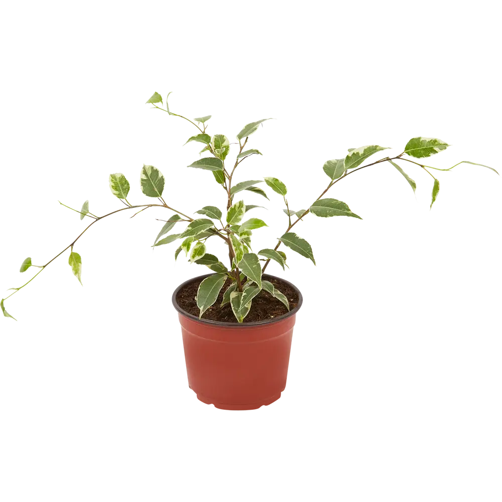 Фикус Бенджамина Голден Кинг от Santreyd — элегантное комнатное растение 82741526 STLM-0964615