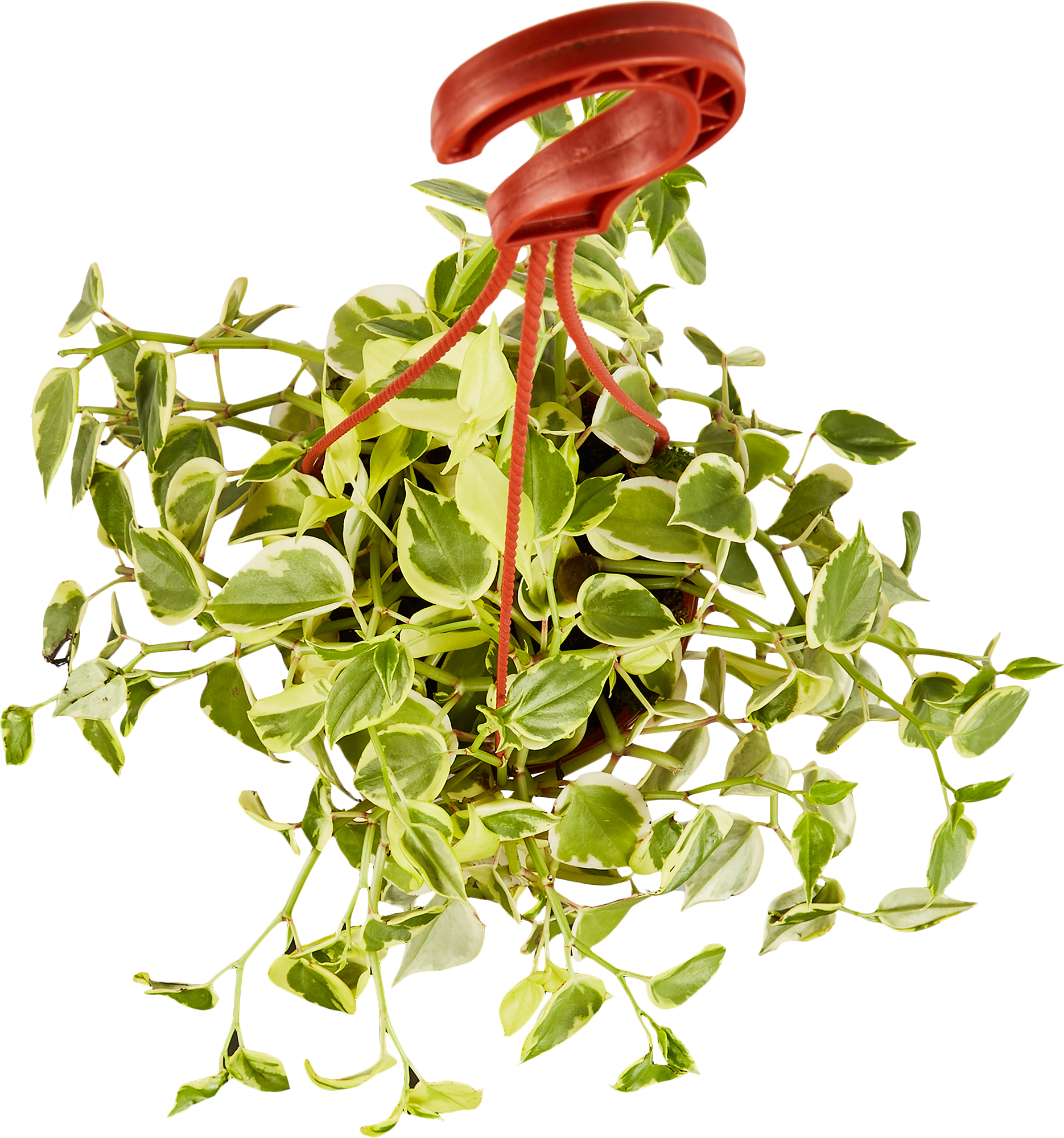 Пеперомия Лазящая - декоративное комнатное растение для озеленения интерьера 85535967 Santreyd STLM-0063573 - Вид №2