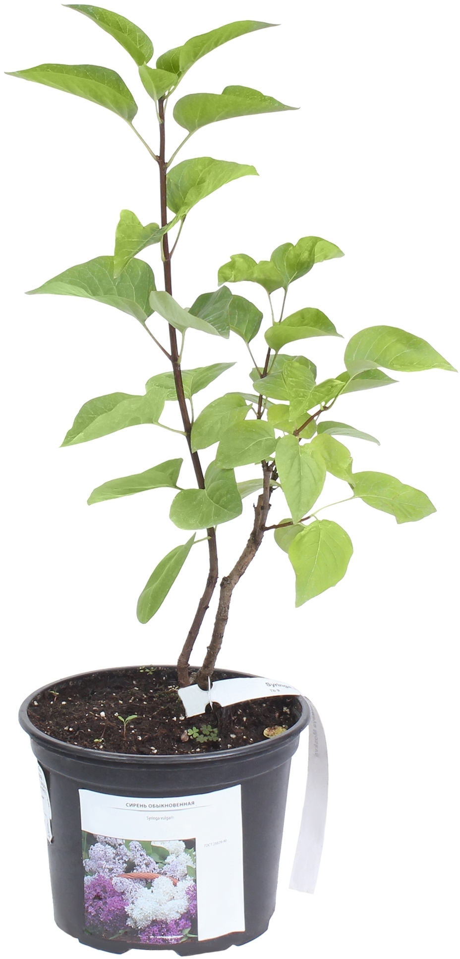 Сирень «Красная Москва» Santreyd - саженец с цветами бургунди 81968683