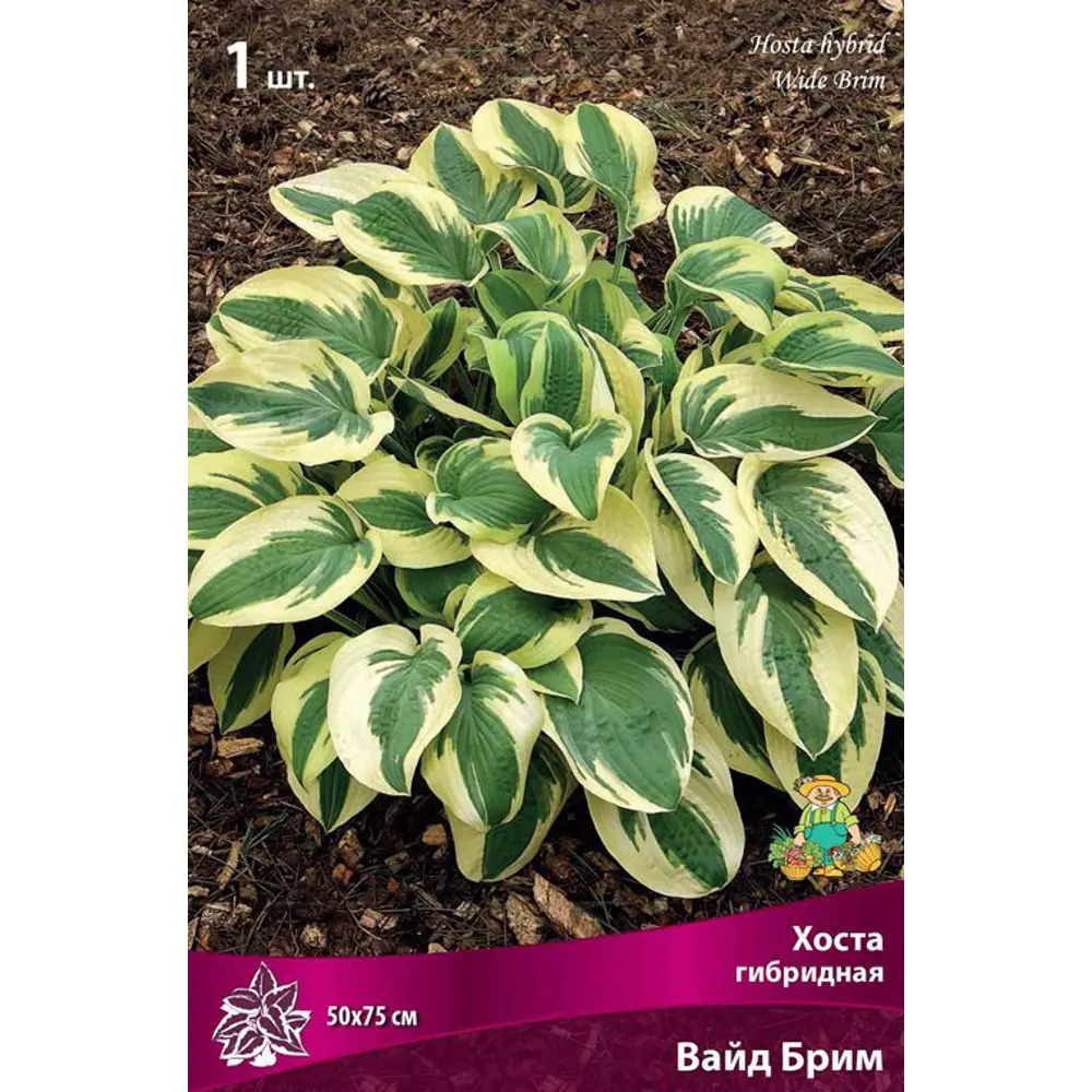 Хоста гибридная Вайд Брим луковица I 83597557 STLM-2008432 Santreyd 