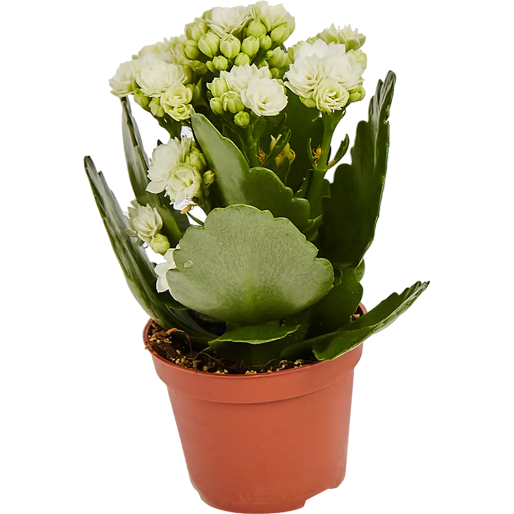 Santreyd Каланхоэ мини микс - цветущий суккулент для дома 82579806 STLM-0030534 - Вид №1