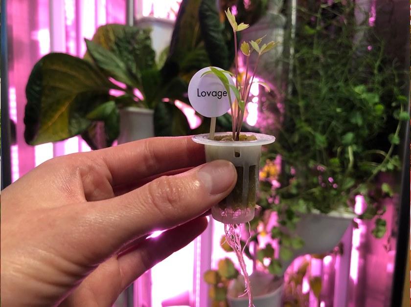 Natufia Отдельно стоящий кухонный модуль для гидропоники sun-id-1432001 - Вид №15