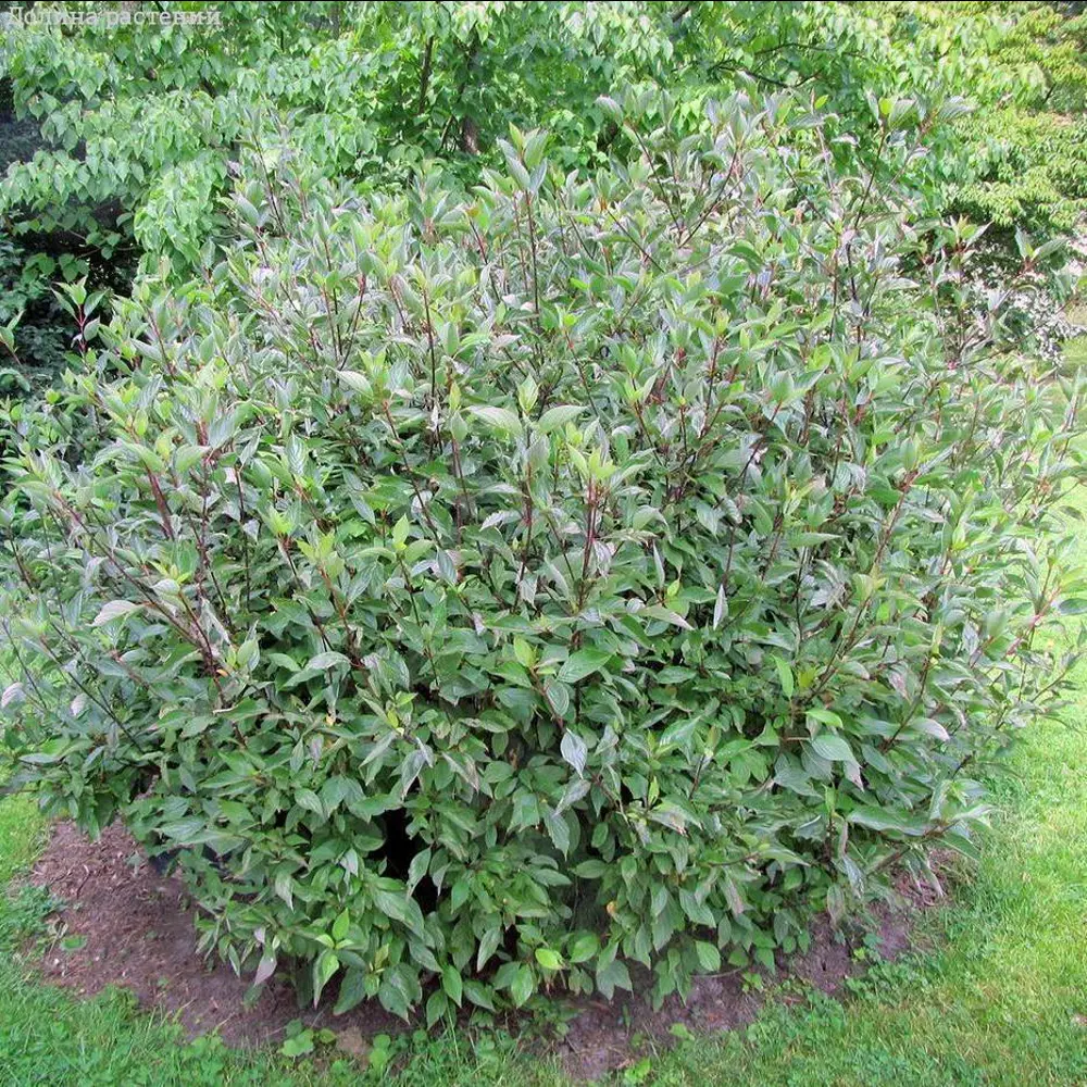 Дерен белый Кесселринги ø15 h35 см 89365281 STLM-2169744 PLANTMARKET 