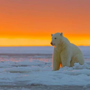 WP01035 Фотообои Verol Фотообои decoline 1х1 м