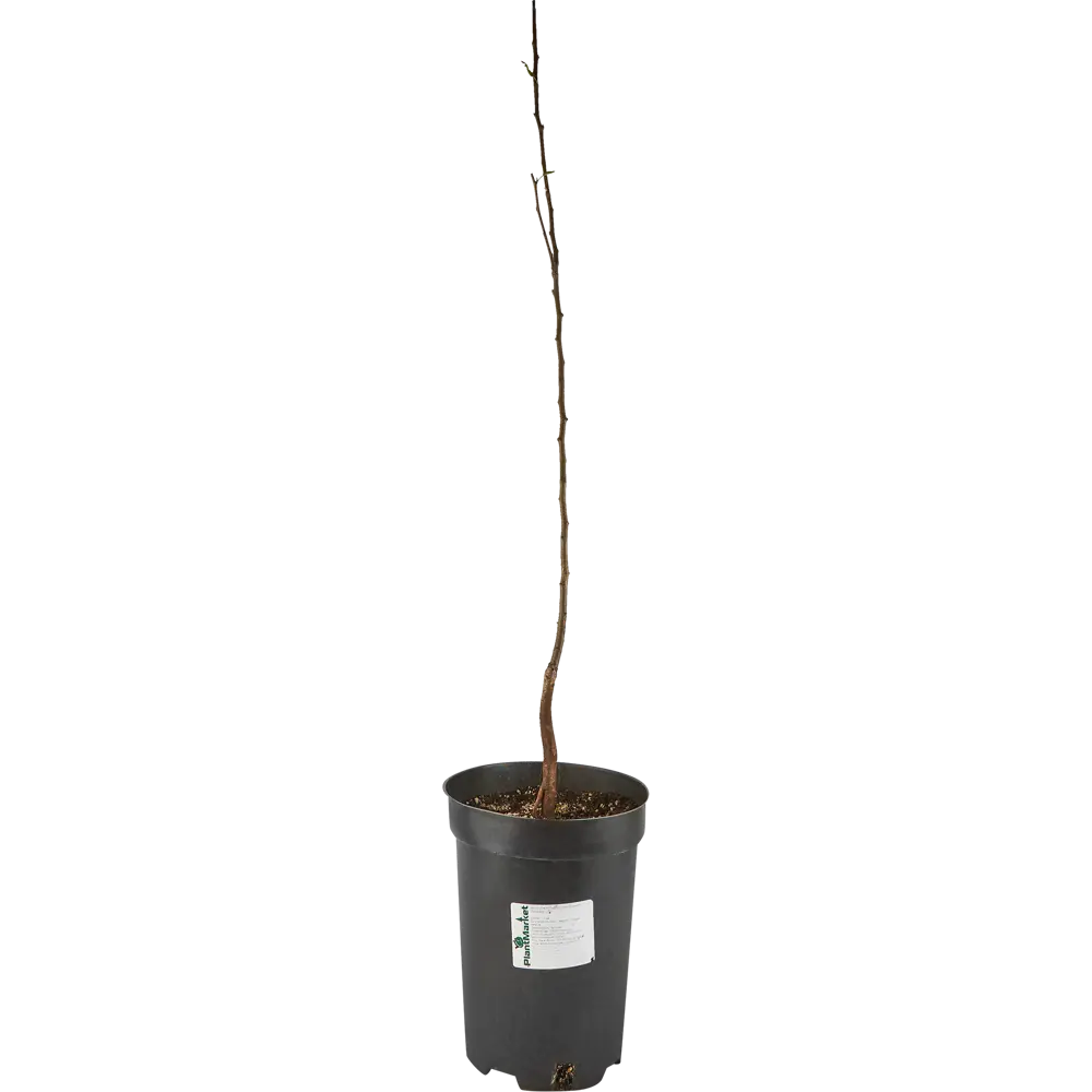 Груша Осенняя Яковлева ø22 h120 см PLANTMARKET STLM-2188529 - Вид №2