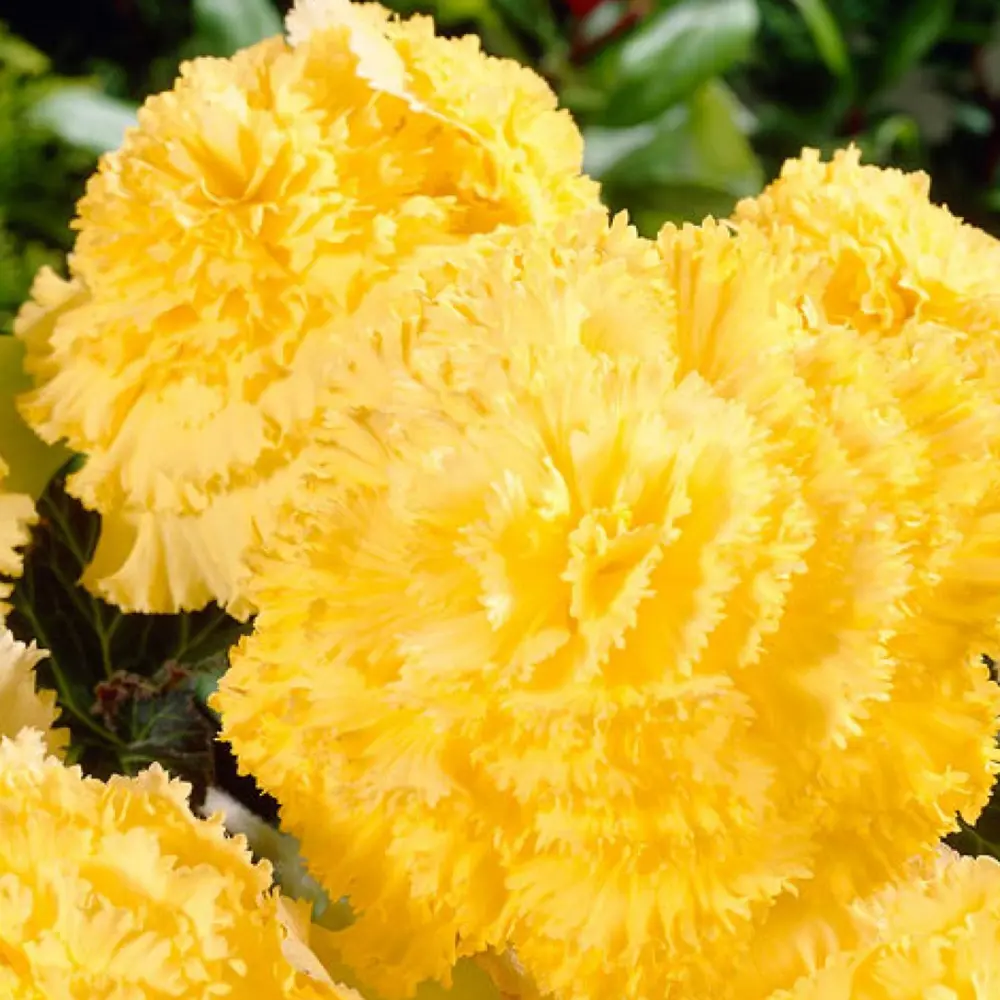 Бегония «Fimbriata Yellow», 4х5 см 13911807 STLM-2034968 GEOLIA 