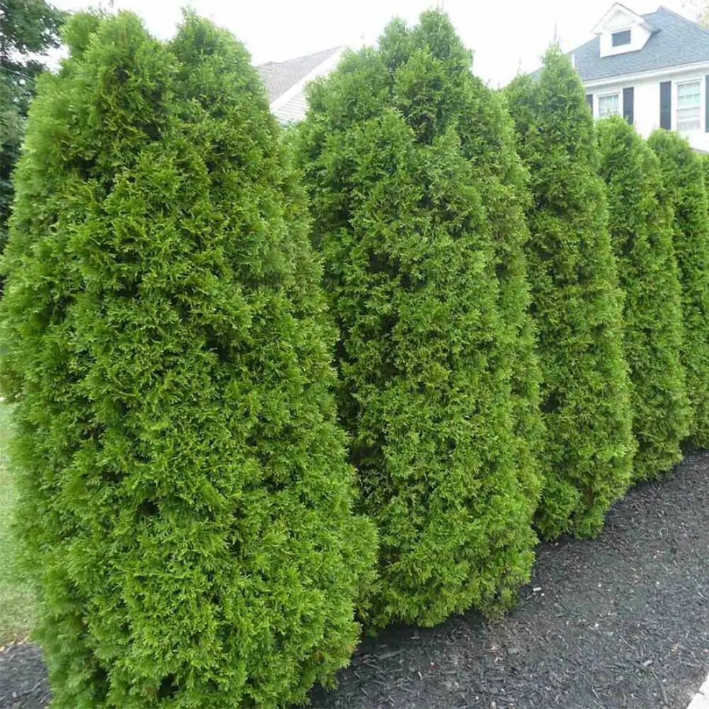 Туя западная Брабант ø40 h100 см 89465483 STLM-2200683 PLANTMARKET 