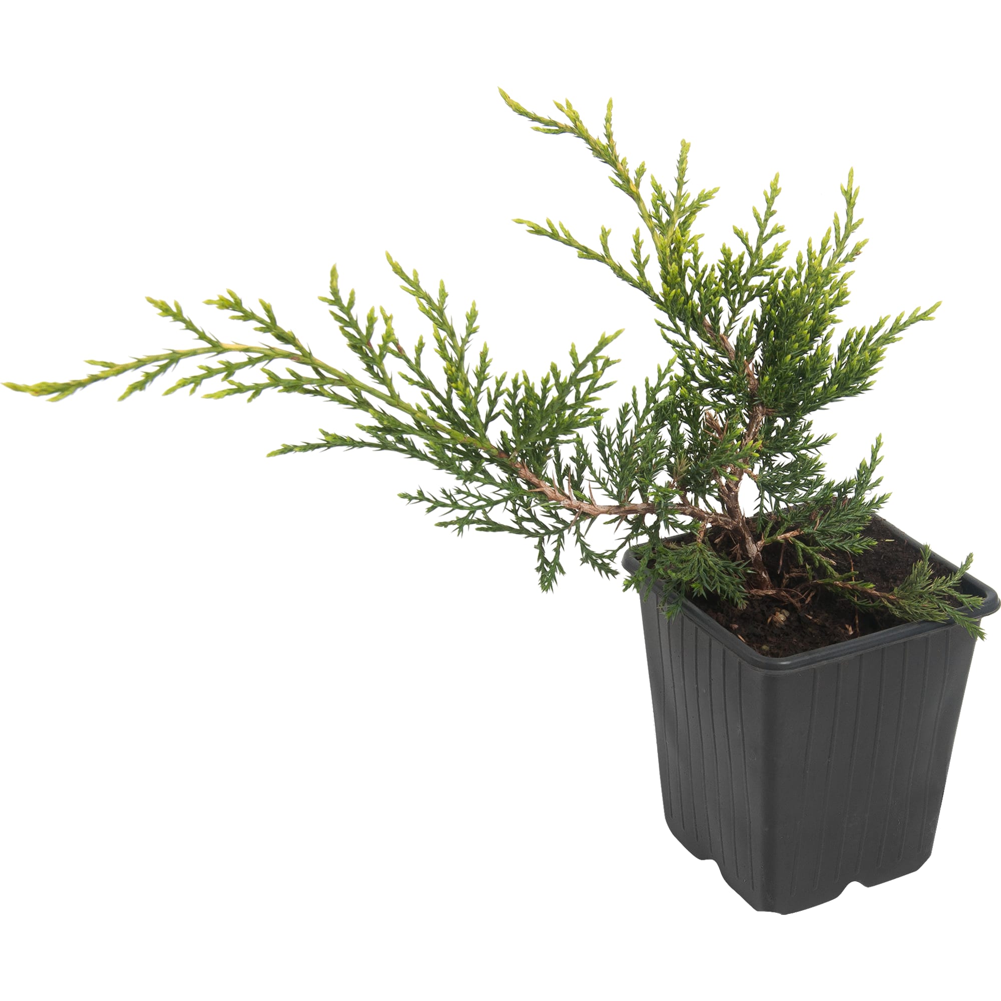 82601671 Можжевельник средний «Олд Голд» 9x12.5 см Santreyd 