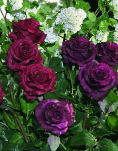 2313 442 a2 Ложная роза 'Curiosa', 77 см, бордовый H-andreas