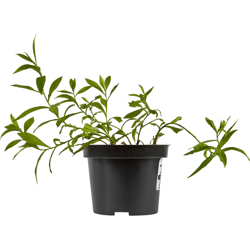 Астра альпийская Блю ø15 h40 см 84832031 STLM-2131250 PLANTMARKET 