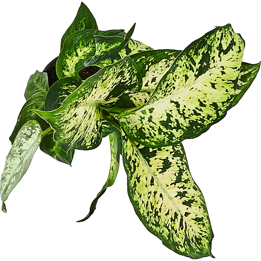 Диффенбахия Santreyd — изящное комнатное растение с ланцетными листьями 89351055 STLM-1364930 - Вид №2