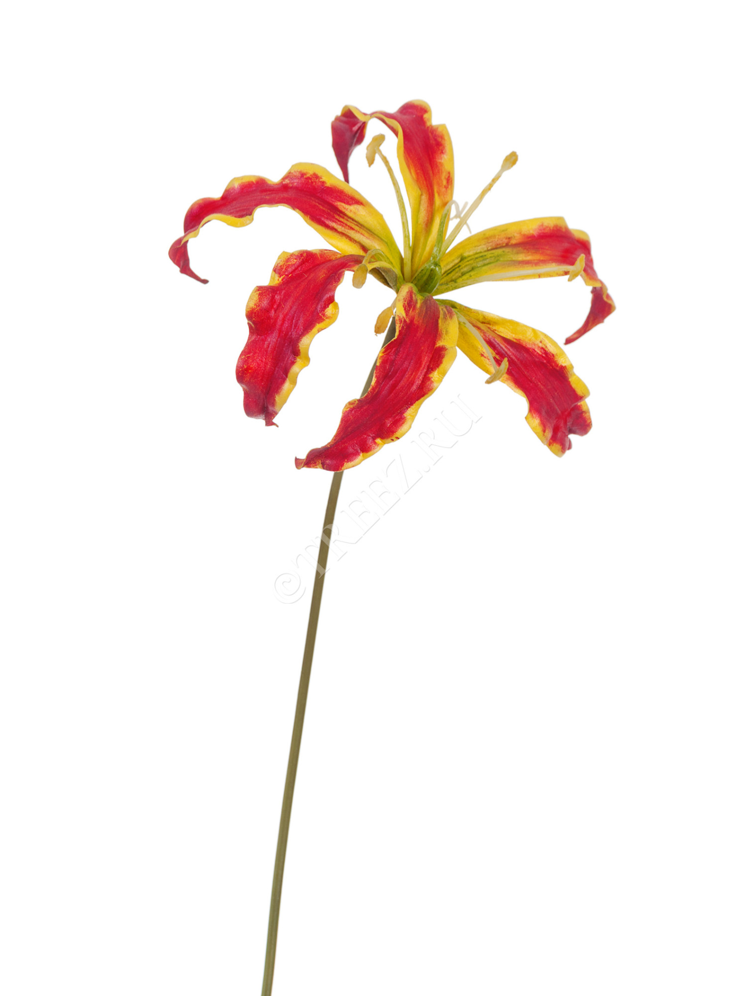 30.11170009RDY Глориоза алая с жёлтым Цветочная коллекция 