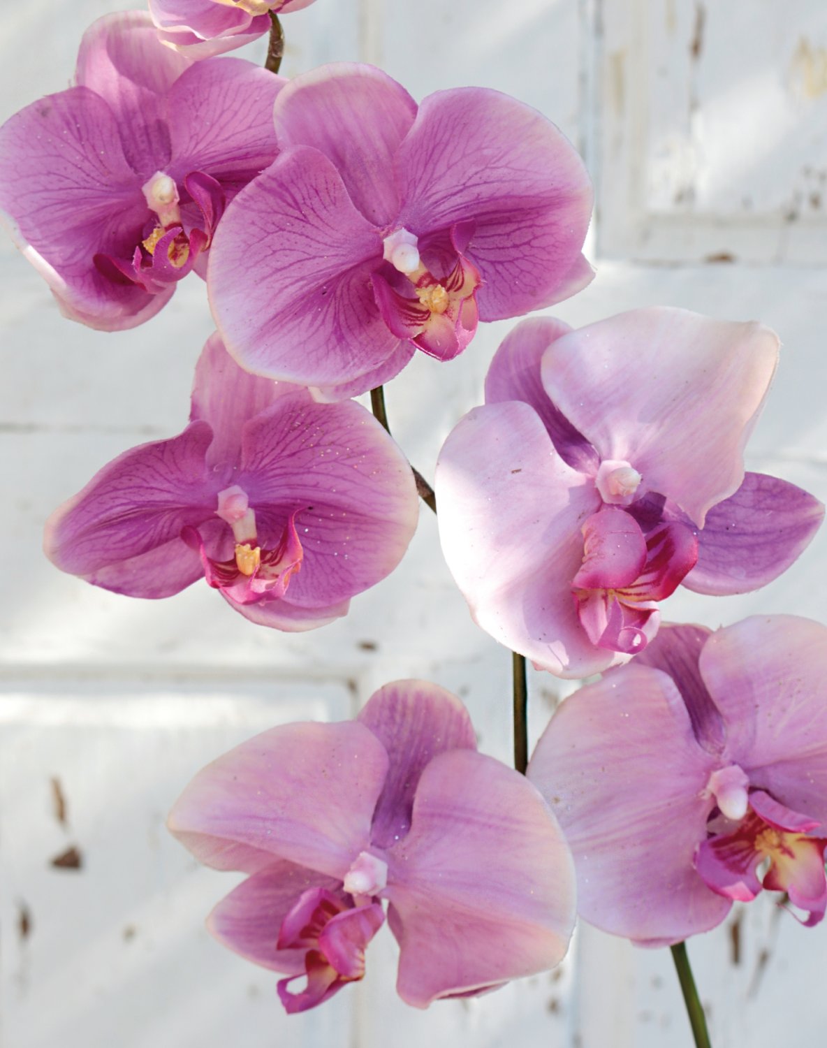 2526 220 a2 Искусственная орхидея Phalaenopsis, 73 см, real touch, светло-фиолетовый H-andreas  - Вид №1