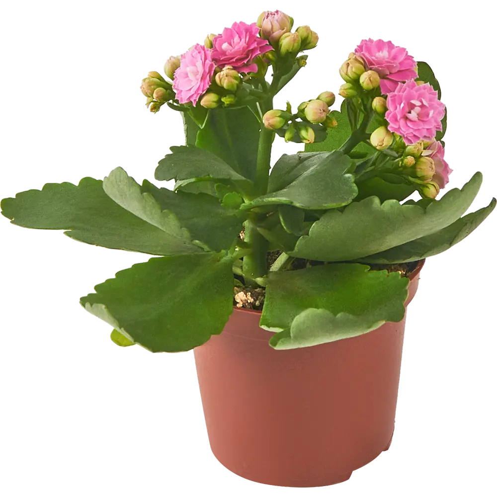 Каланхое Каландива мини Santreyd - цветущее украшение интерьера 85324984 STLM-0061541