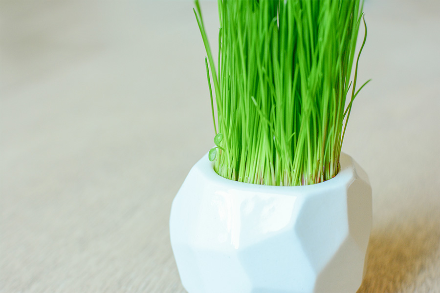 STM-2-02 Набор для выращивания eco мини-кашпо "камушек" Экочеловеки  - Вид №2