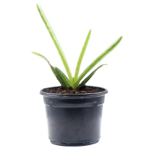 Алоэ комнатное в горшке ø7 см 89437860