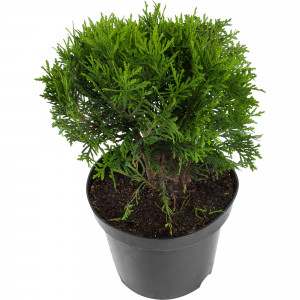 82644370 Туя западная Даника h 20-25 см C2/C3