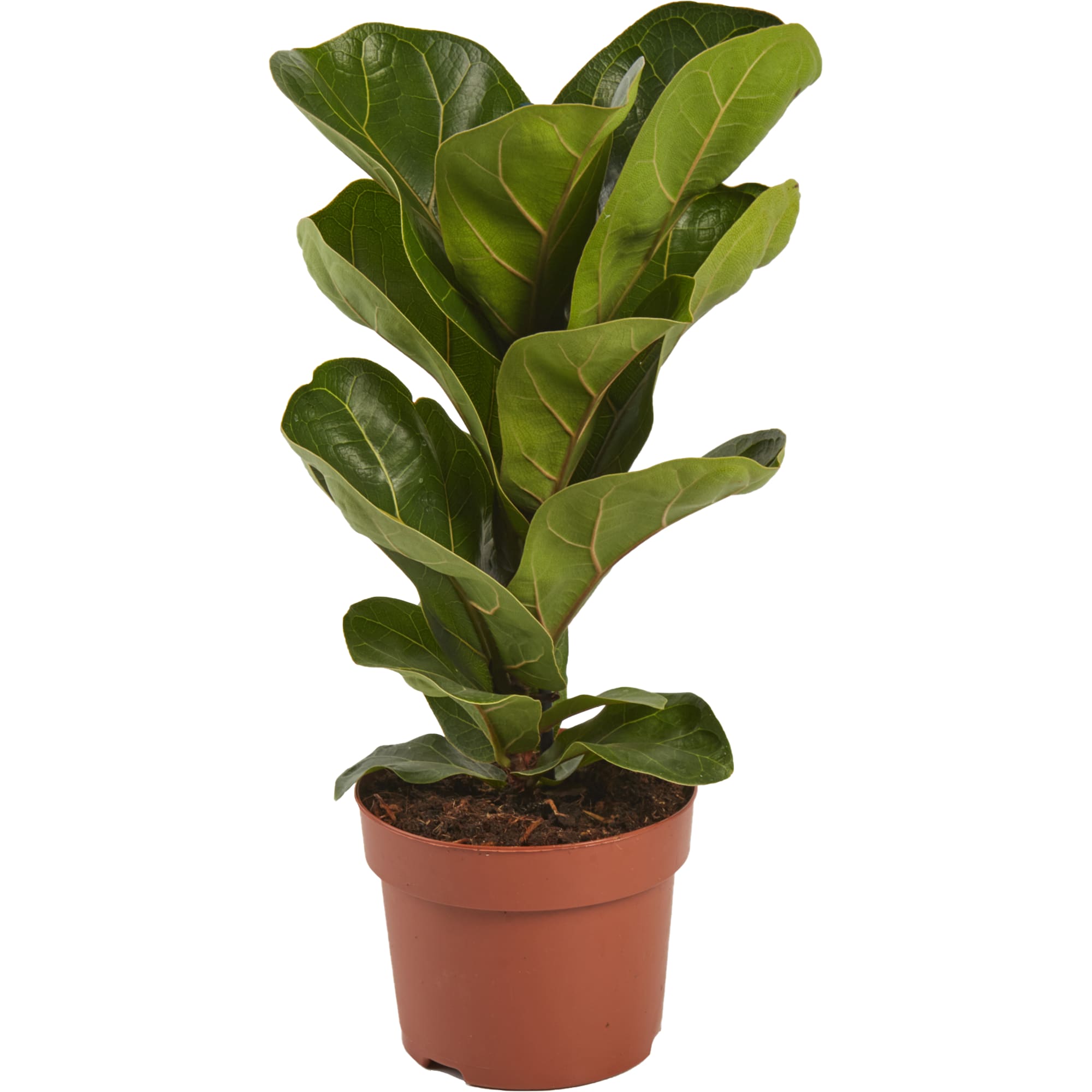 82399591 Фикус Лирата Бамбино 12x34 см Santreyd 