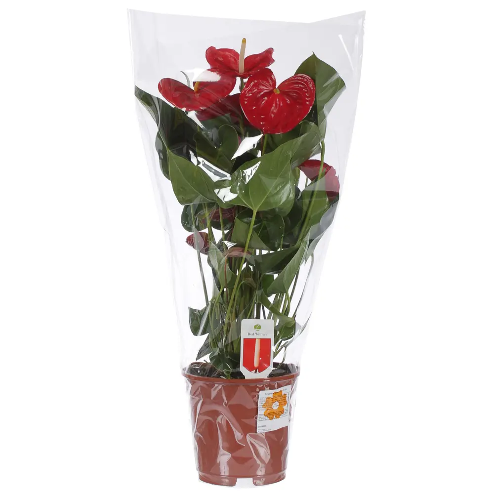 Santreyd Антуриум микс - вечное цветение в вашем интерьере 81959333 STLM-0015373 - Вид №2