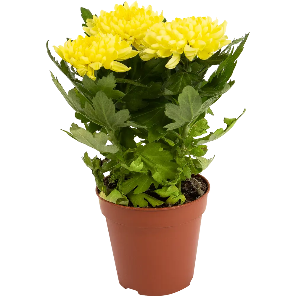 Хризантема Santreyd деко микс - комнатное цветущее чудо 82579927 STLM-0030540