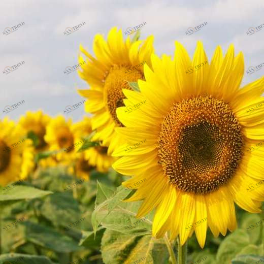 WP02380 Фотообои Verol Фотообои decoline 1х1 м