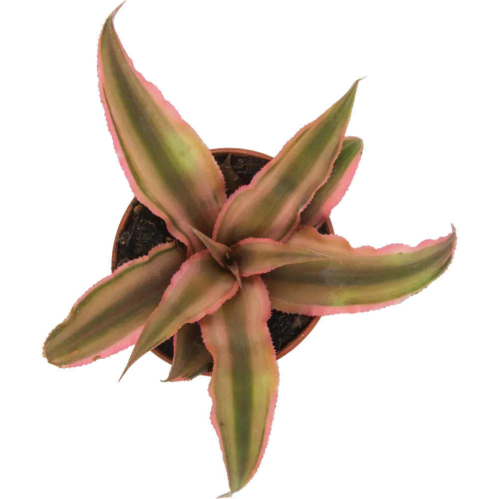 Santreyd Криптантус микс - декоративное растение с яркой листвой 82932712 STLM-0038100 - Вид №2