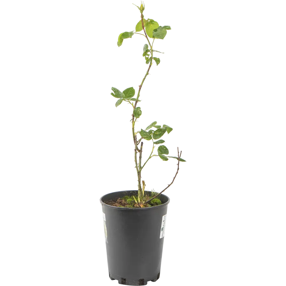 Роза плетистая «Голден Гейт» 19x55 см 82625102 STLM-2193005 PLANTMARKET 